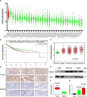 Antagonizing CDK8 Sensitizes Colorectal Cancer to Radiation Through Potentiating the Transcription of e2f1 Target Gene apaf1